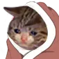 catsad