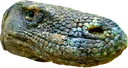 schnoff