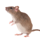 Rat
