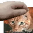 ctapet