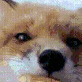 discofoxeat