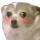 dogflushed