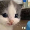 gatofeli