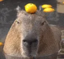 capybara