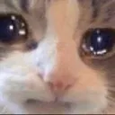 e_CatWithTears Discord Emoji
