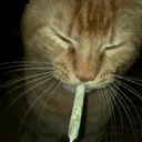 Cat_porro2_retrasados Discord Emoji