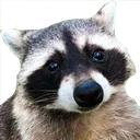 RaccoonPleading RaccoonPleading