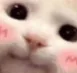 CatCute CatCute