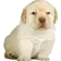 QueMiras