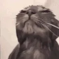 dwetcat