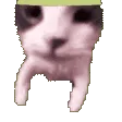catkiss