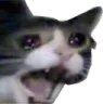catsad