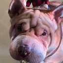 bb