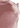 AAbuRob_catdance Discord emoji