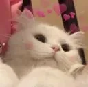 catcute catcute