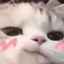 blush_kitty Discord Emoji