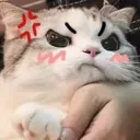 Angry Cat angry_cat Discord Emoji
