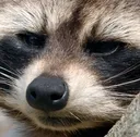 trashpanda Discord Emoji