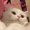 ch_cathearts