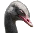 sleepyostrich