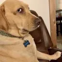 y_dogummwtf