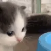 hehecat