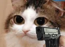 catgun