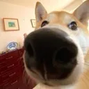 whythelongface