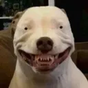 smiledog smiledog