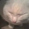 crycat