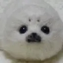 seal