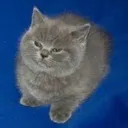 TwoOfThem Discord Emoji