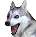 husky