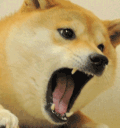 dogescream