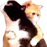 ch_brohug Discord emoji