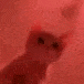 CatRave :CatRave: