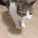 xn_dead_catto