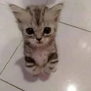 cat_cute