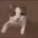 catKISS