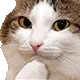 catsmirk catsmirk