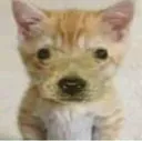 cpapu