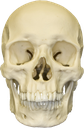 1323skull Discord emoji