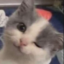 CatWink Discord emoji