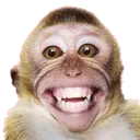hehehemonkey