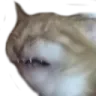 yuckCat