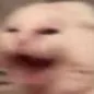 catscream
