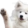 waveBOYE