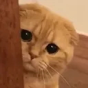 z_czcatpeek