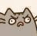 crazy_cat