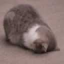 catSleep